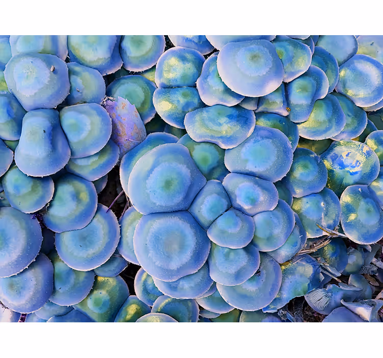 Tapisserie nature plante succulente colorée gros plan - TenStickers