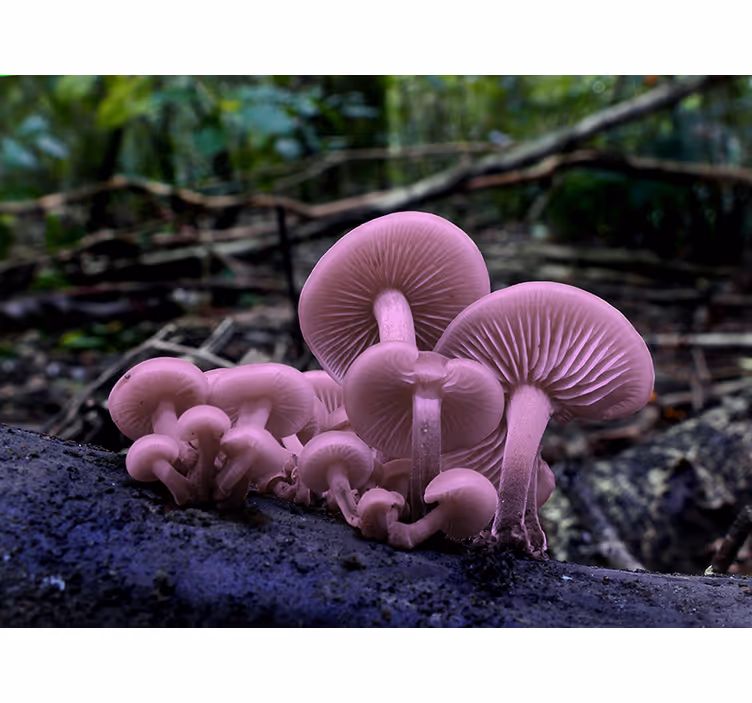 Tapisserie fleur regroupements de champignons roses - TenStickers
