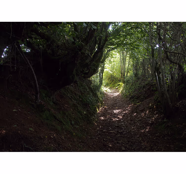 Papier peint mural arbres Tunnel forestier nature - TenStickers