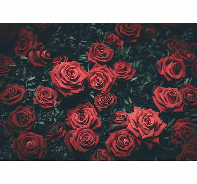 Papier peint mural roses Roses rouge vif - TenStickers