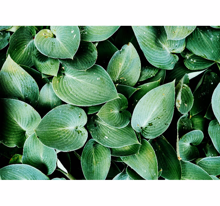 Tapisserie nature feuilles vertes luxuriantes - TenStickers
