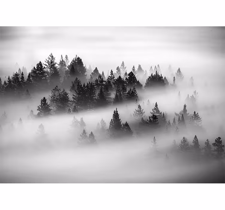 Tapisserie forêt bois de conifères brumeux - TenStickers