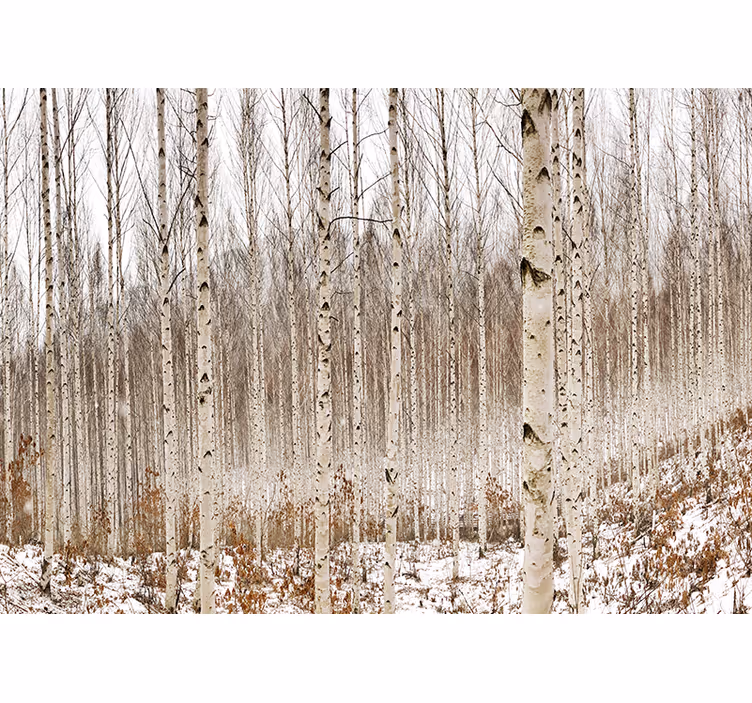 Tapisserie forêt bouleaux enneigés - TenStickers