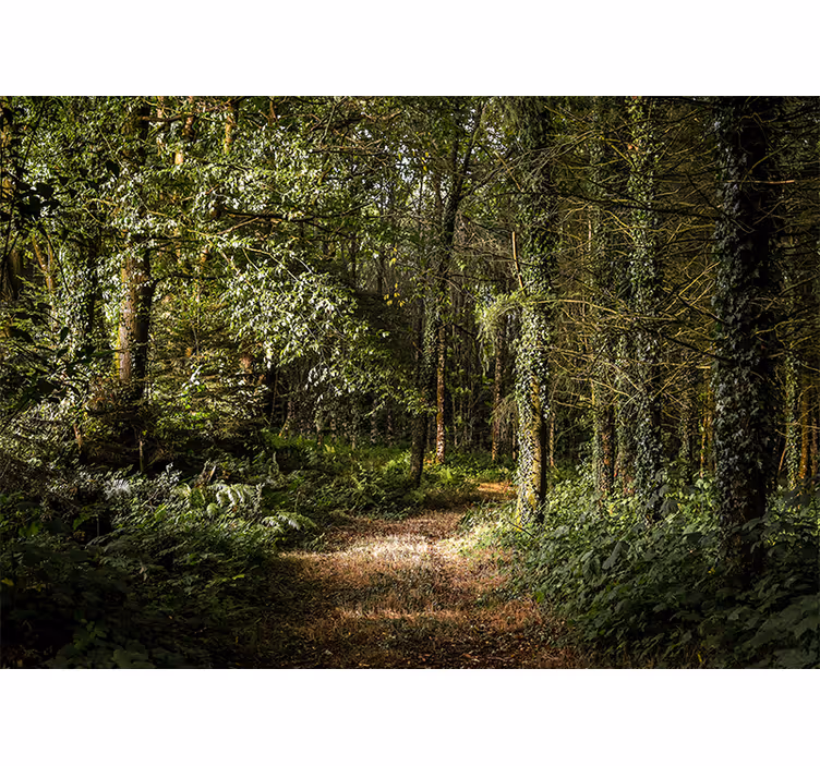 Tapisserie forêt chemin luxuriant en pleine nature - TenStickers