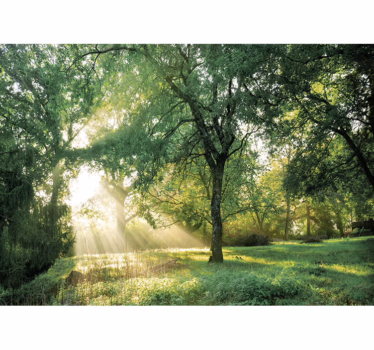 Tapisserie nature forêt ensoleillée sereine - TenStickers