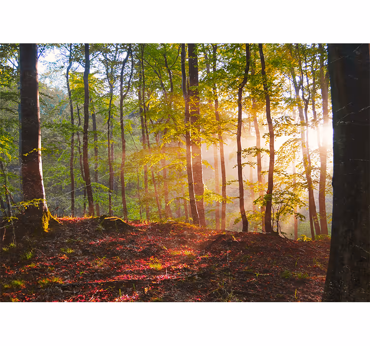 Tapisserie forêt vue sur la forêt ensoleillée - TenStickers