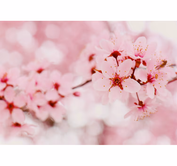 Tapisserie fleur fleurs de cerisier - TenStickers