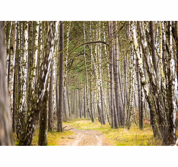 Tapisserie forêt chemin boisé serein - TenStickers
