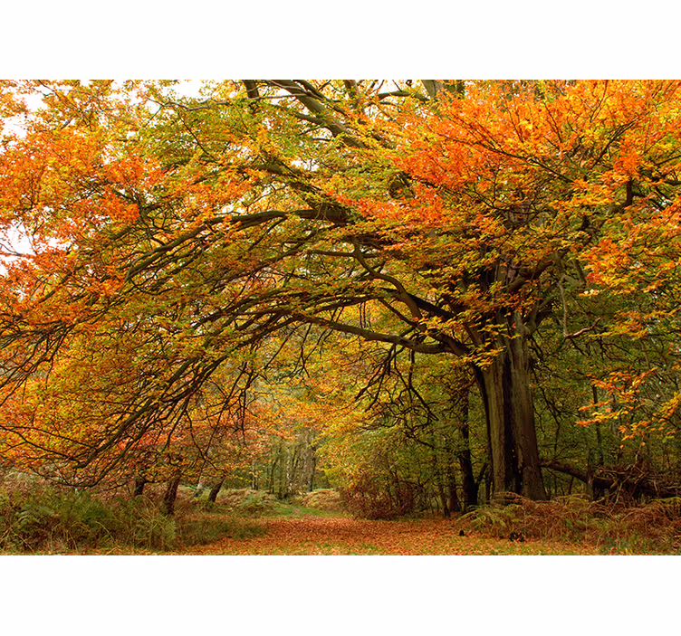 Tapisserie forêt vue automnale en bois - TenStickers