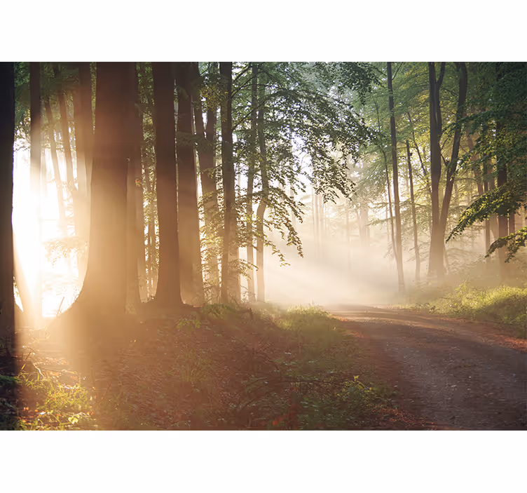 Tapisserie nature rayons de forêt sereine - TenStickers