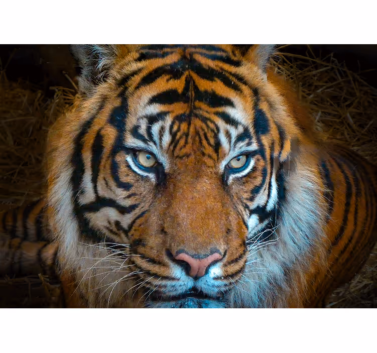 Tapisserie animaux illustration de tigre royal - TenStickers
