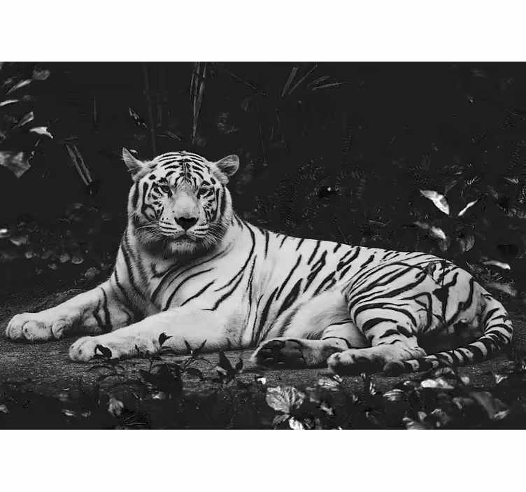 Papier peint mural d'animaux Tigre blanc au repos - TenStickers