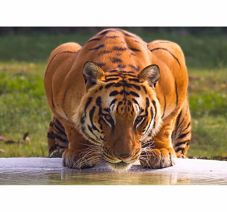 Tapisserie animaux tigre royal en pose - TenStickers