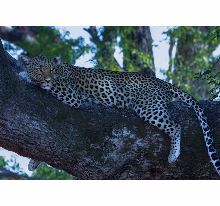 Papier peint mural d'animaux Léopard couché dans un arbre sombre - TenStickers