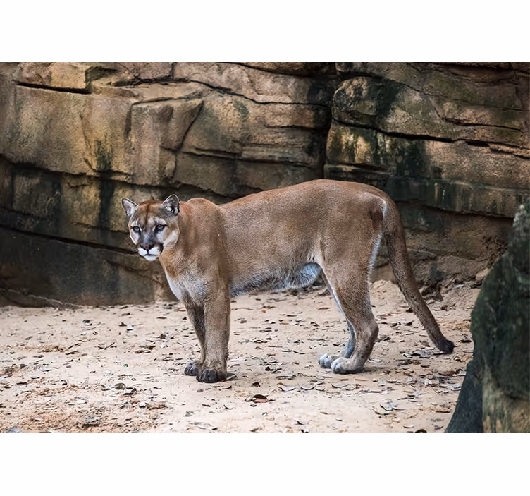 Papier peint mural d'animaux Panthère de floride dans la jungle - TenStickers
