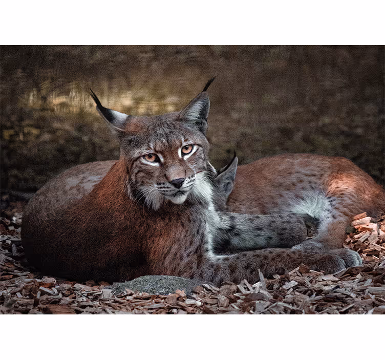 Tapisserie animaux lynx endormis en duo - TenStickers
