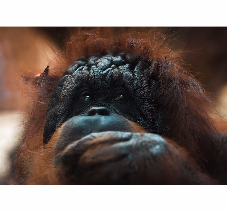 Tapisserie animaux regard pensif d'un orang-outan - TenStickers