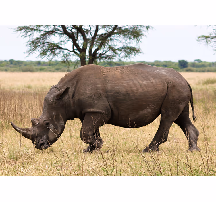 Tapisserie animaux rhinocéros paissant serengeti - TenStickers