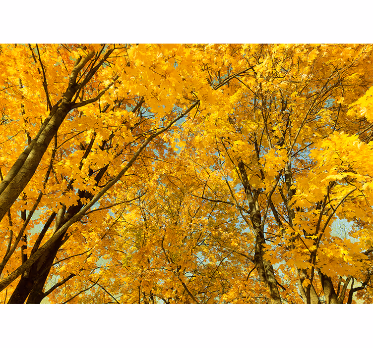 Tapisserie murale arbre feuilles d'automne jaunes - TenStickers