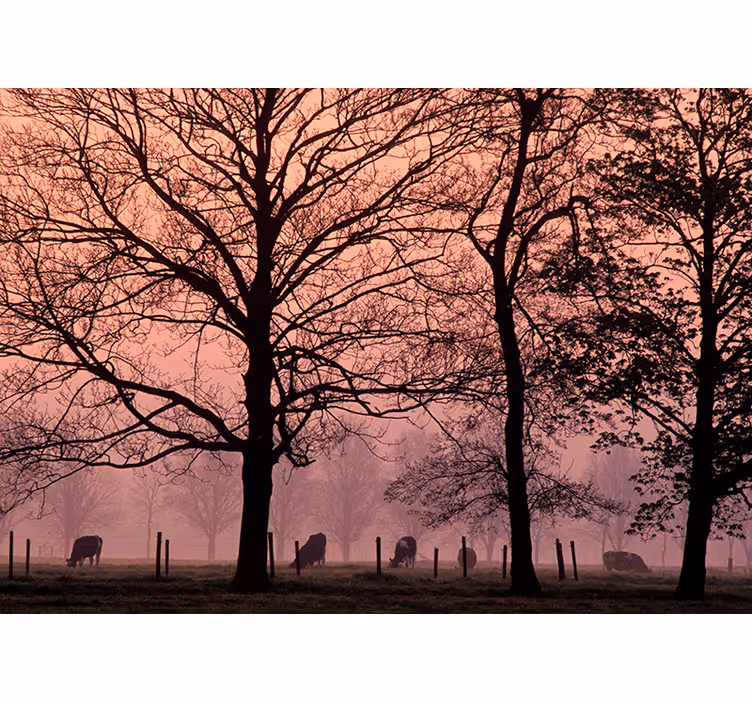 Tapisserie paysage paysage forestier brumeux - TenStickers