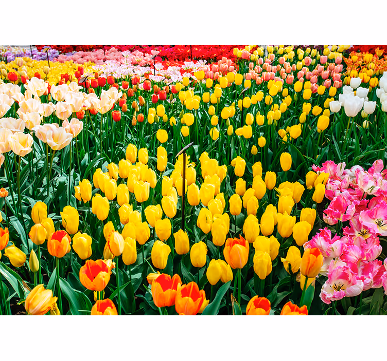 Tapisserie fleur vue sur le champ de tulipes - TenStickers