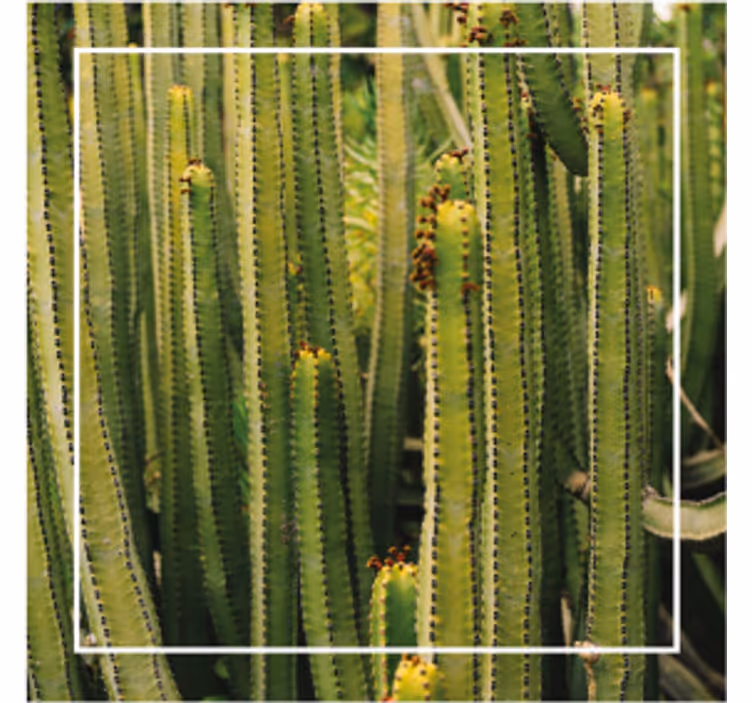 Dessous de verre cactus texture surface - TenStickers