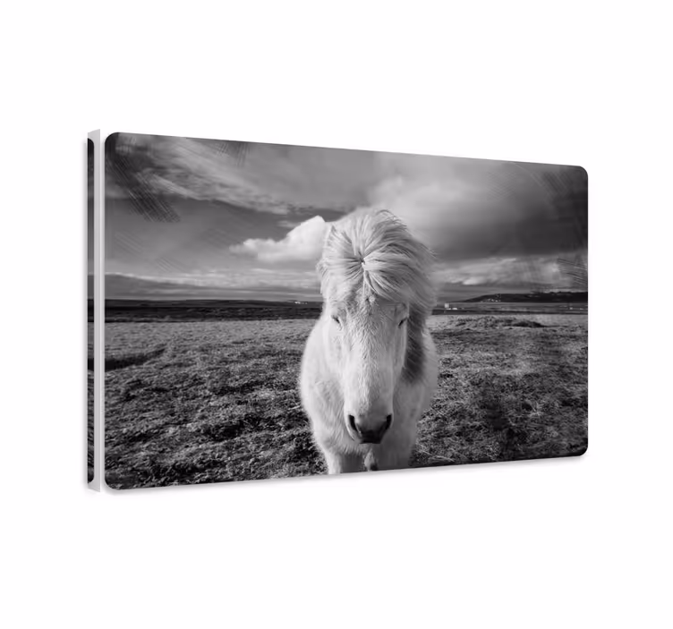 Tableau chevaux cheval blanc - TenStickers