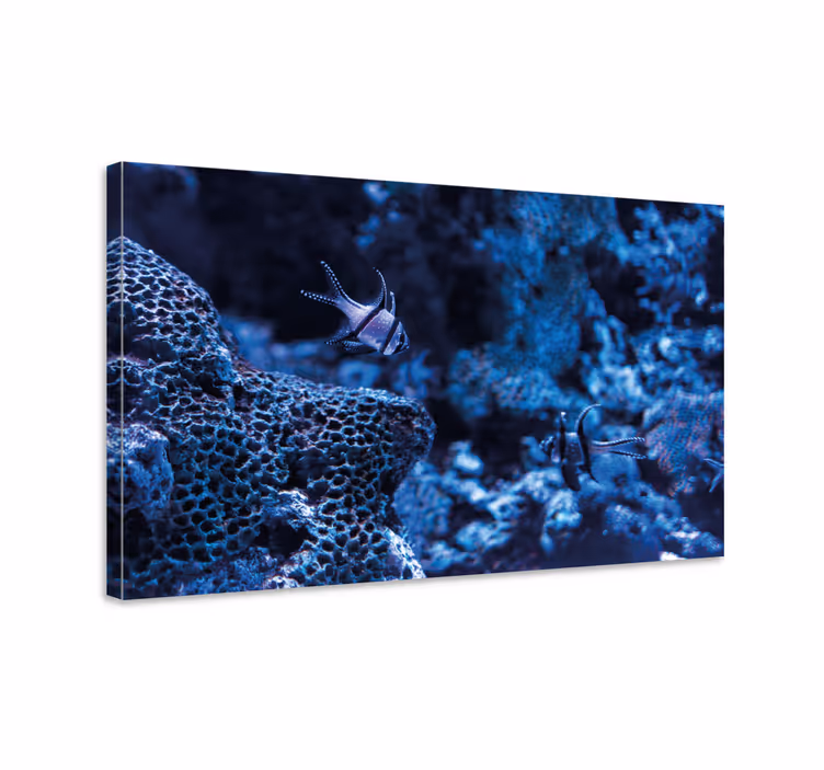 Tableau mer poissons de récif corallien - TenStickers