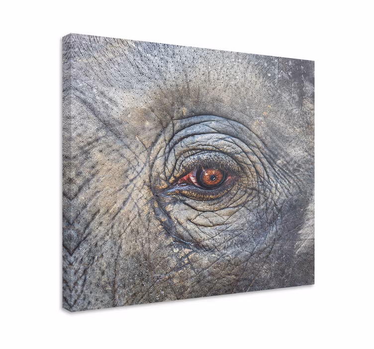 Tableau éléphant Gros plan éléphant - TenStickers