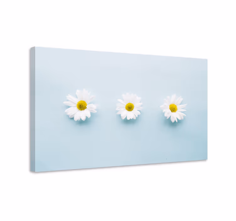 Tableau fleurs Trois fleurs de marguerite sur bleu - TenStickers