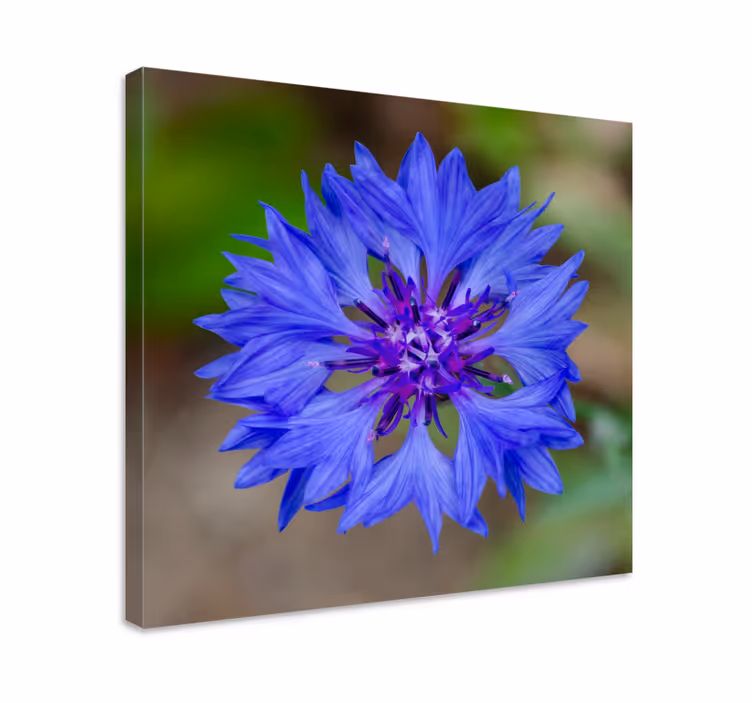 Tableau fleurs et plantes fleur bleue en éclosion - TenStickers