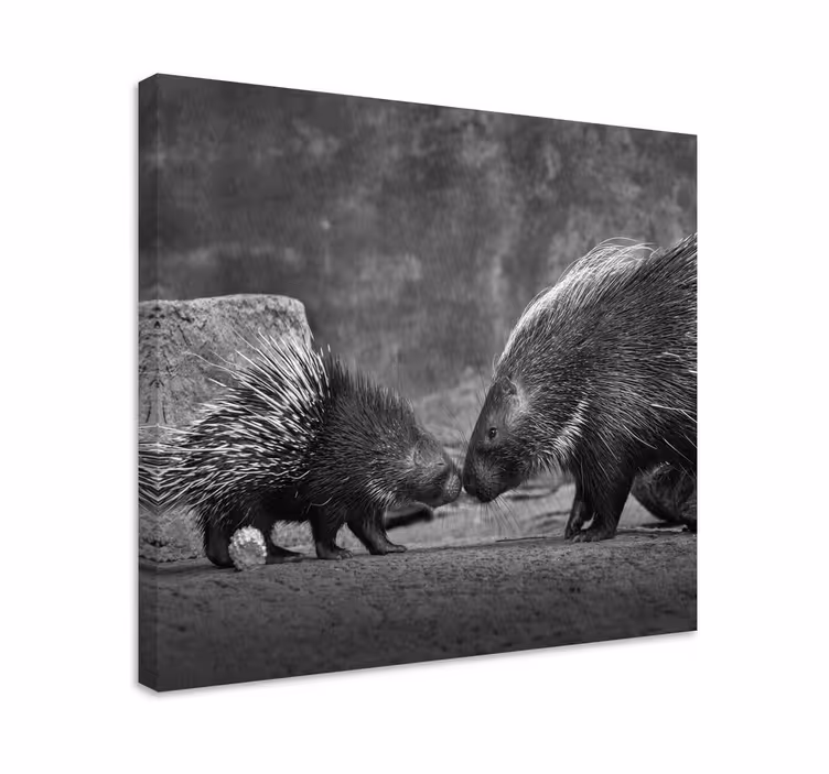Tableau animaux interaction de porc-épic - TenStickers