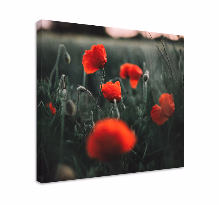 Tableau fleurs et plantes poppys éclatants - TenStickers