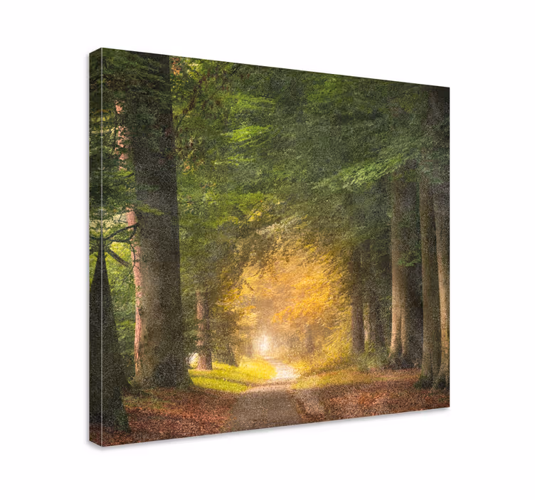 Tableau paysages sentier boisé de tranquillité - TenStickers