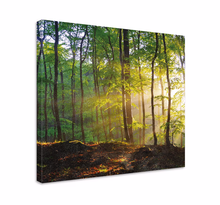 Tableau arbres scène de forêt ensoleillée - TenStickers