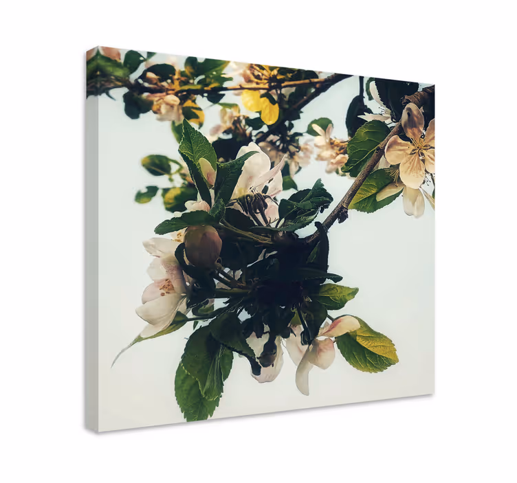 Tableau fleurs et plantes branche de pomme en fleurs - TenStickers