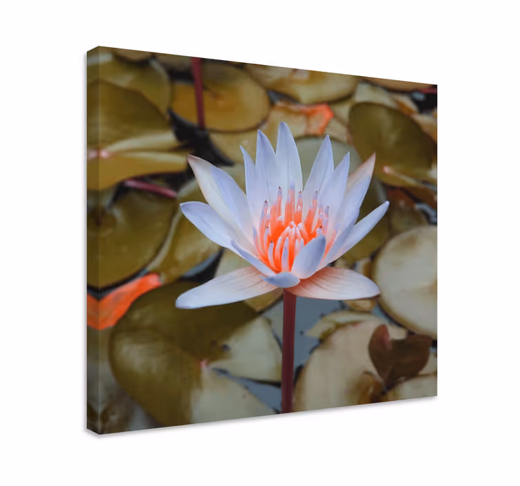 Tableau fleurs et plantes nénuphar délicat - TenStickers