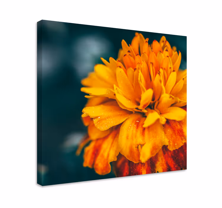 Tableau fleurs fleur d'orange vibrante - TenStickers