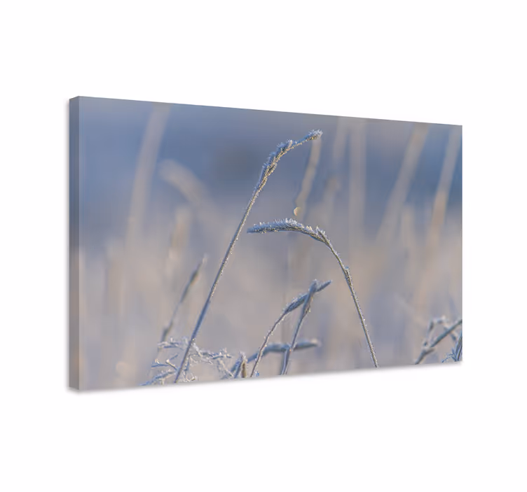 Tableau fleurs et plantes tiges d'herbe givrée - TenStickers