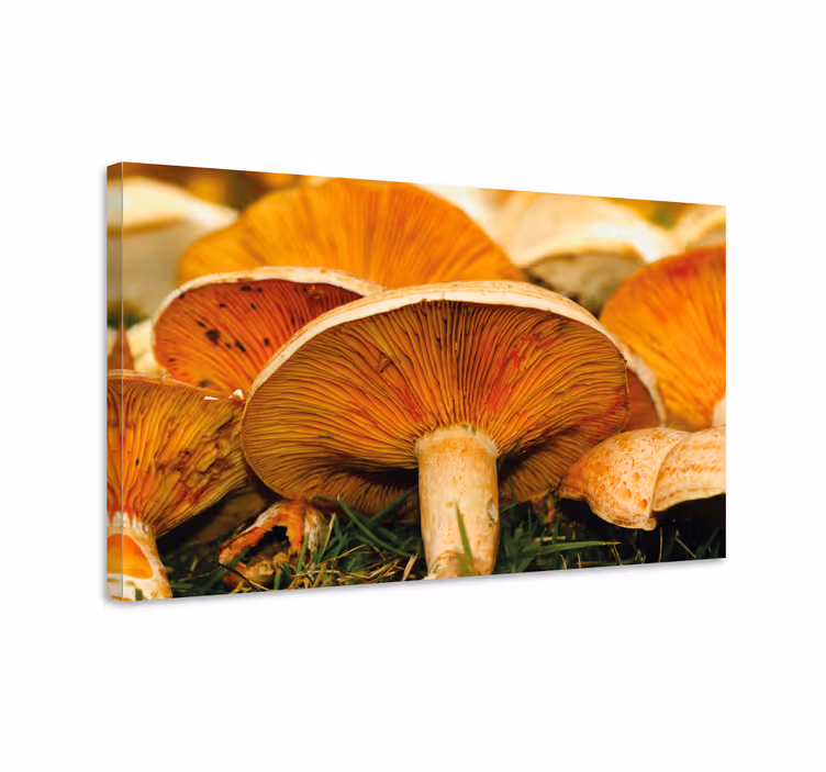 Tableau maison Champignon sauvage à pores d'orange - TenStickers