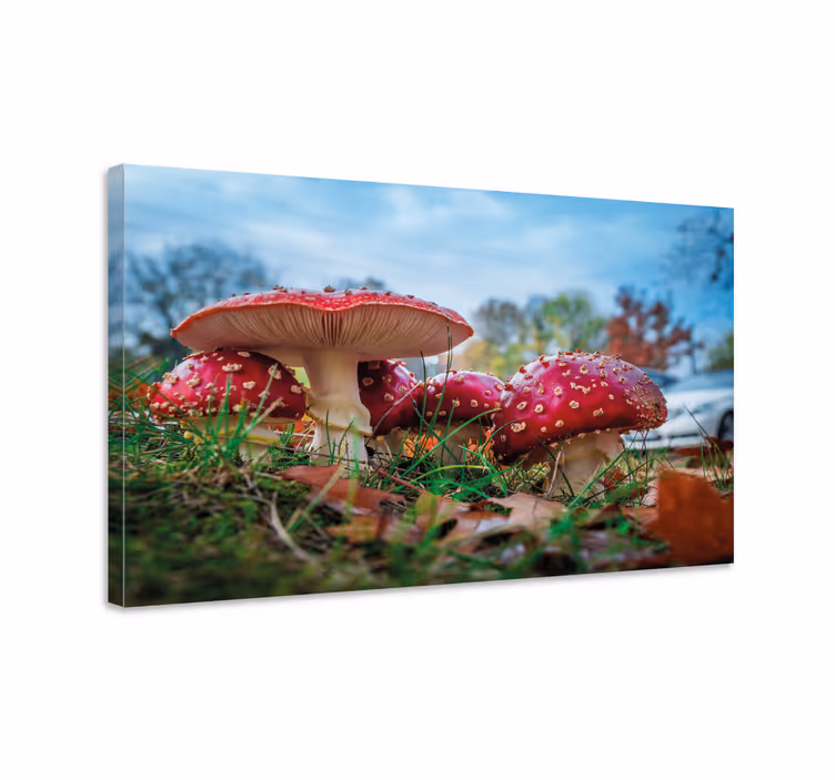 Tableau fleurs et plantes groupe de champignons rouges - TenStickers