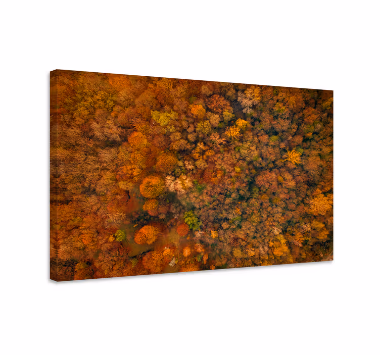 Tableau arbres canopée forestière automnale - TenStickers