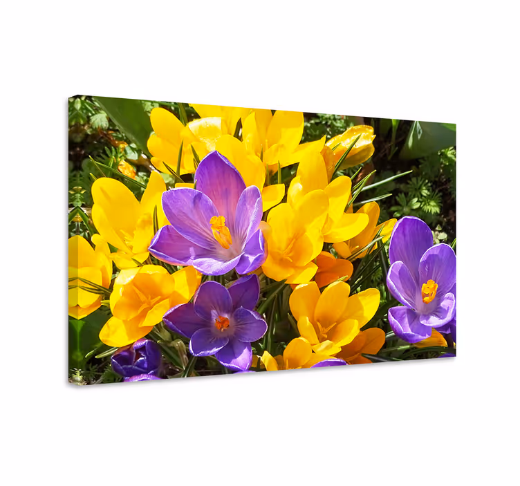 Tableau fleurs Crocus sauvage violet et jaune - TenStickers