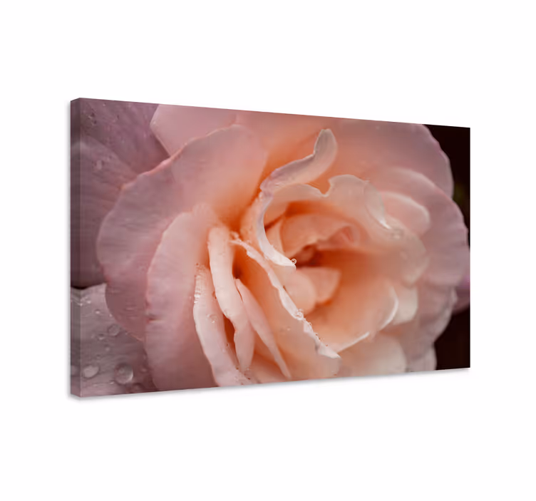 Tableau fleurs et plantes rose délicate en fleur - TenStickers