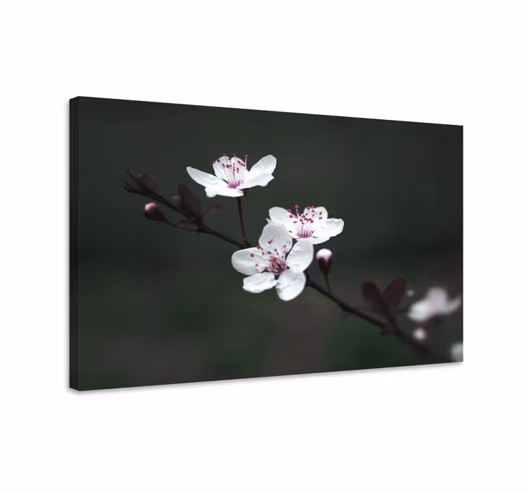 Tableau fleurs Fleur de cerisier élégante et féminine - TenStickers
