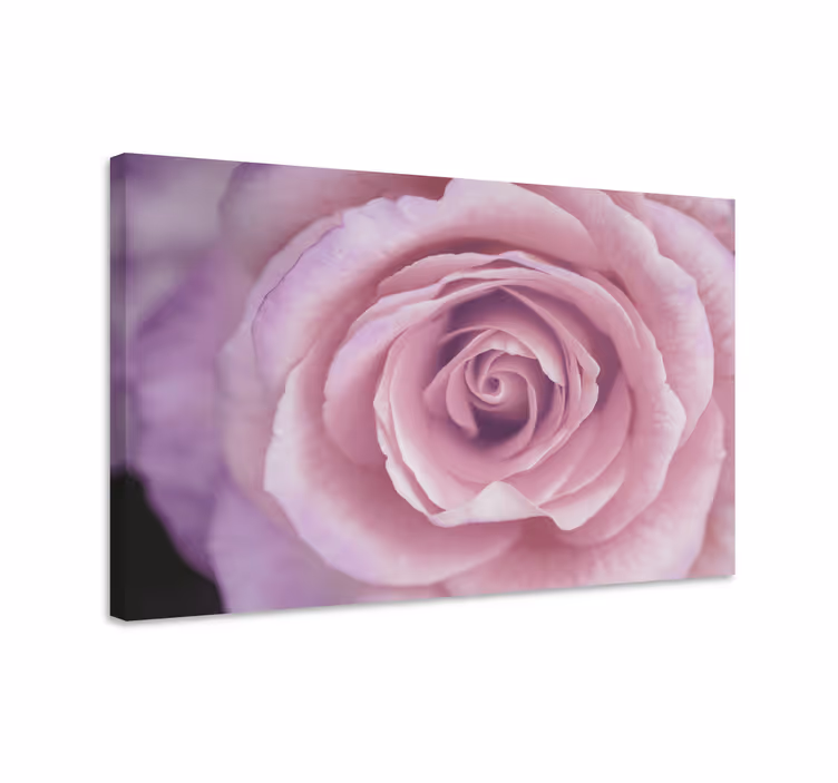 Tableau fleurs et plantes détail floral rose - TenStickers