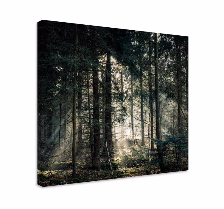 Tableau paysages rayons de soleil à travers le feuillage - TenStickers