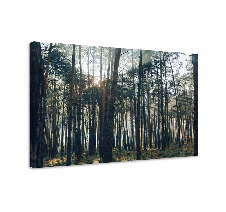 Tableau arbres Éclat de forêt majestueuse - TenStickers