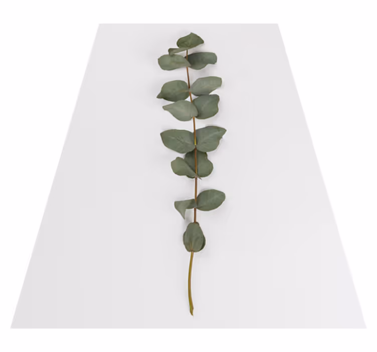 Tapis vinyle plantes feuilles d'eucalyptus - TenStickers