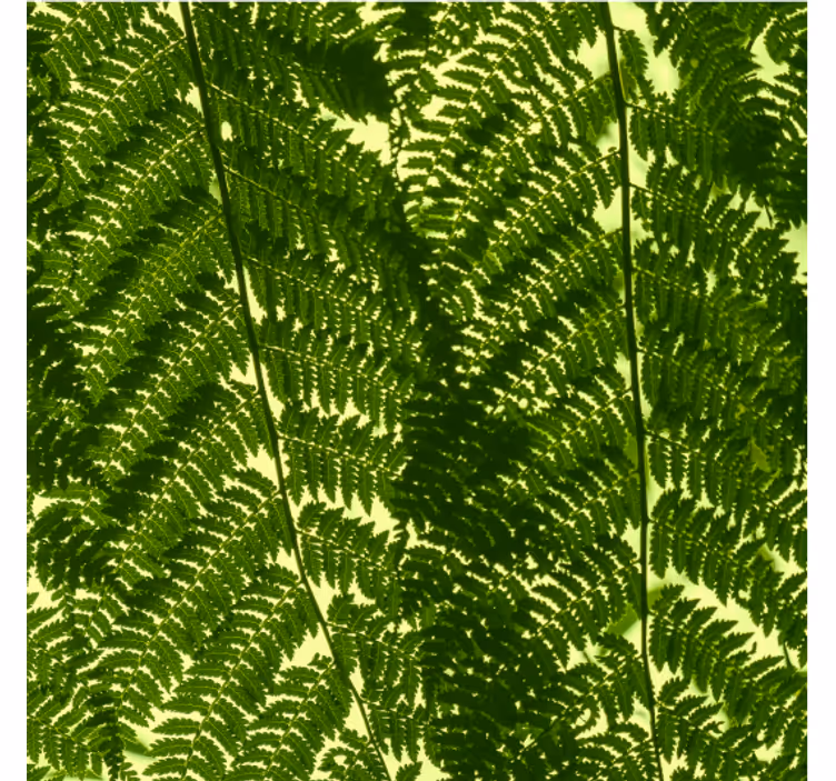 Papier peint scandinave plante de fougère verte - TenStickers